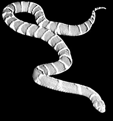Albino Snakeskin