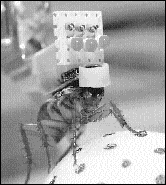 Robot Roach